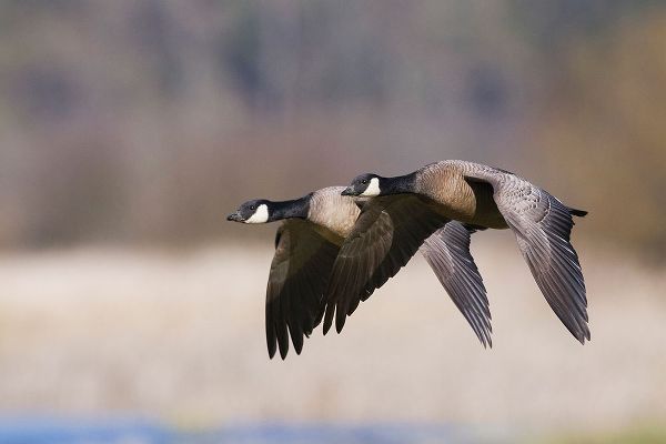 Lesser Canada Geese Flying Past